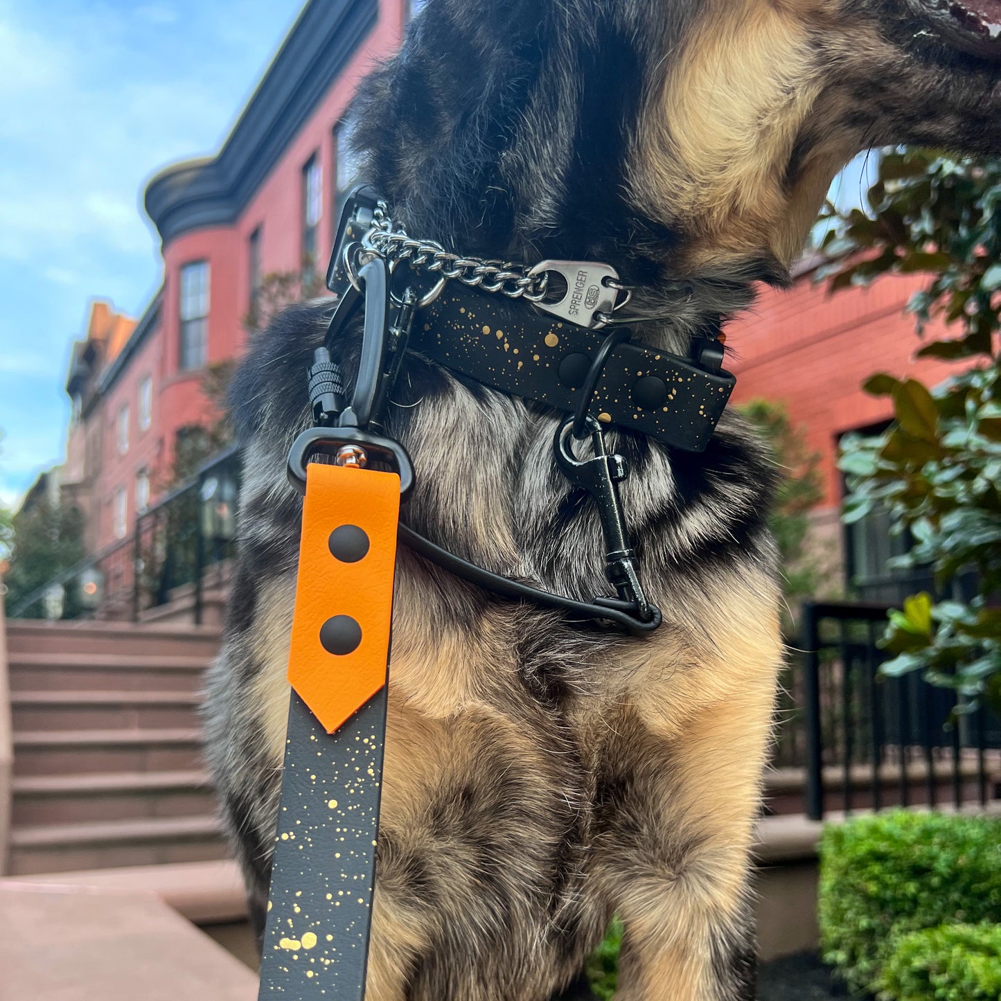 Jack o’lantern Splashed Collar