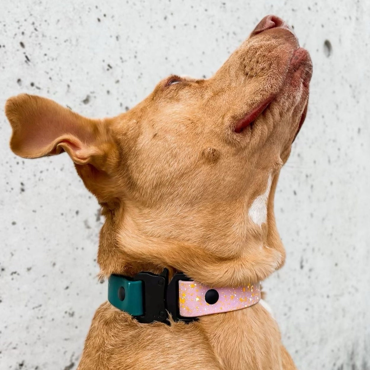 Speckled Quick Release Collar