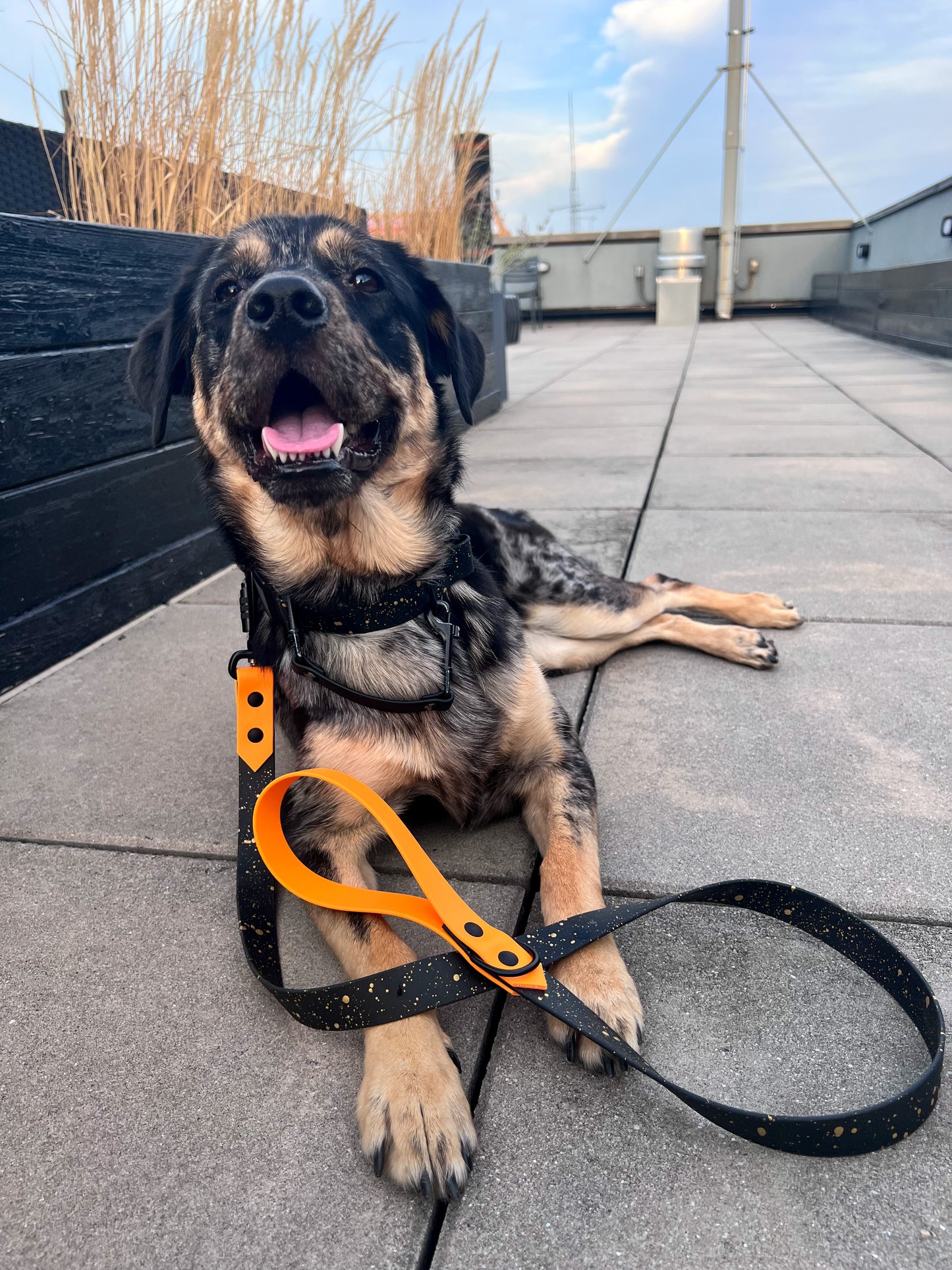 Jack o’lantern Splashed Leash