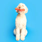 Hot Dog Nosework Toy - The Furryfolks