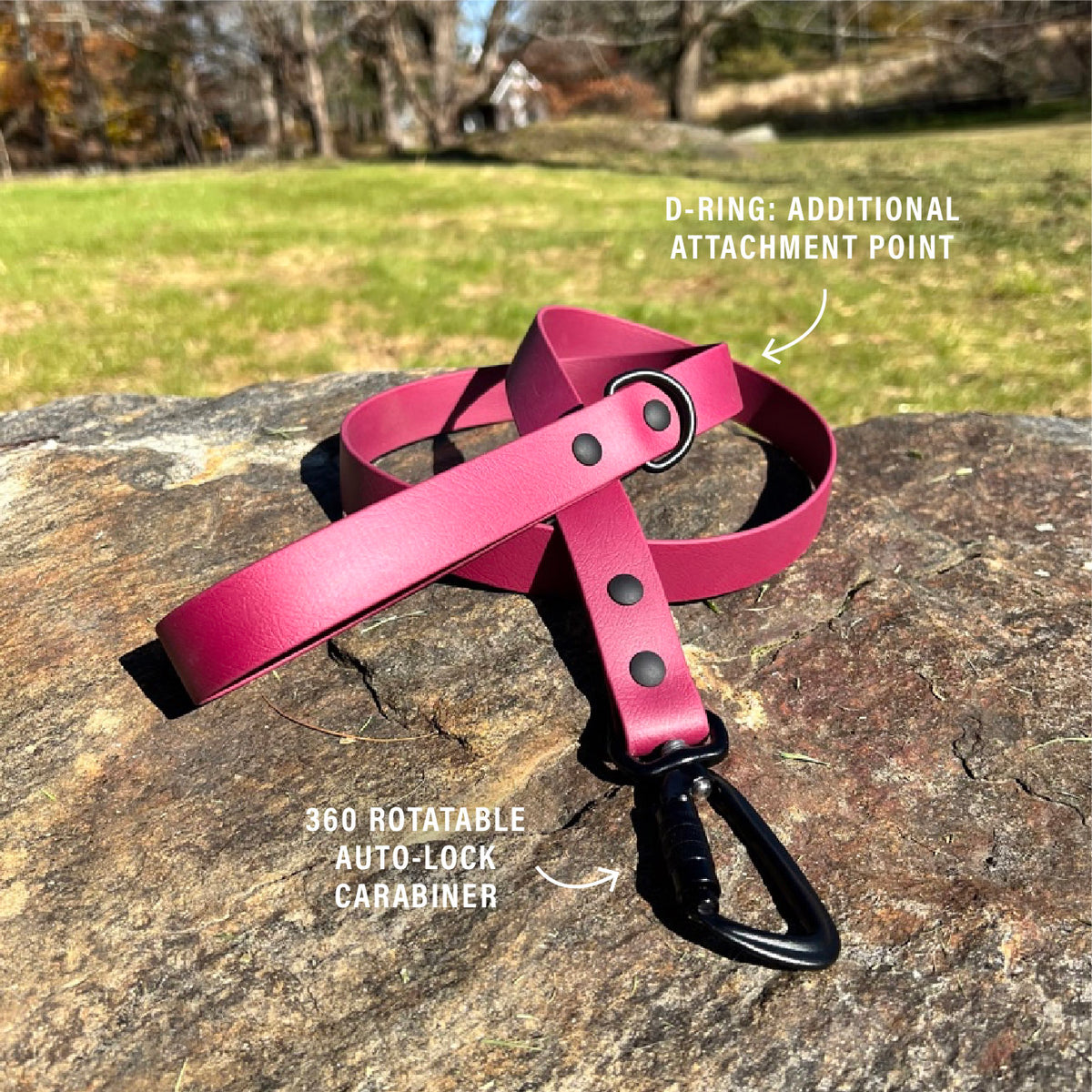 Basic Leach Basic Dog Leash – What a Cutie